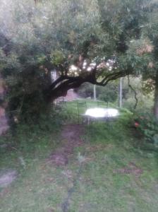 un árbol en un campo con una mesa de picnic debajo en Posada el antiguo refugio en Potrero de los Funes