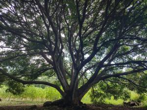 uma árvore com grandes ramos num campo em Finca Mystica em Mérida