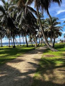 un gruppo di palme su una spiaggia con l'oceano di Cabaña privada en las islas de Guna Yala Isla icodub a Achoertupo