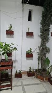 a group of potted plants on a white wall at Alojamiento amplio para descanso H3 in Veracruz