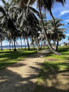 Achoertupo的住宿－Cabaña privada en las islas de Guna Yala Isla icodub，海滩上一棵棕榈树和大海