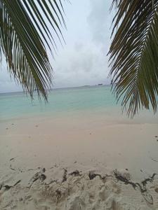 a beach with a palm tree and the ocean at Isla diablo cabañas en la orilla del mar baño compartido in Cagantupo