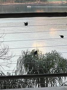 three birds standing on top of a body of water at 7suítes-Cond fechado-Vista p/Barra do Sahy-16 pes. in Barra do Sahy