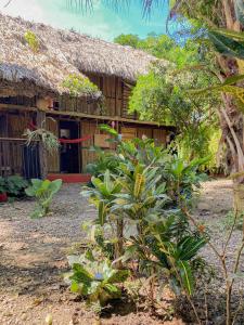 a house with a thatch roof with a plant at Casa Zinpar in Palomino