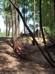 a red hose is tied to trees in a forest at Cabaña 4 a 5 Pers Los Ángeles in San Carlos de Purén