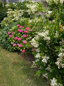 um jardim de flores com flores rosas e brancas em Ivan house em Richmond