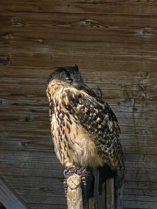 an owl sitting on top of a wooden post at l'écureuil in Saint-Laurent-en-Grandvaux