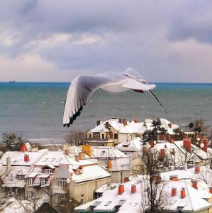 a white bird is flying over a city at Pokoje przy plaży z widokiem na morze in Sopot