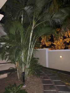 a palm tree in a garden next to a fence at grounfloor flat furnished swimming pool in Flic-en-Flac
