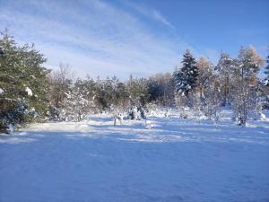 un campo cubierto de nieve con árboles y arbustos en Ślusarnia-domek z sauną nad jeziorem, Kaszuby, en Żuromin
