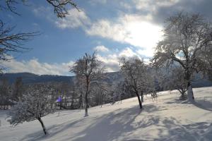 un groupe d'arbres dans un champ enneigé dans l'établissement Biohof Auinger, der Tiererlebnishof, à Aurach am Hongar