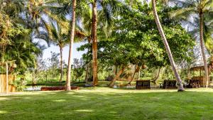 um grupo de palmeiras num parque em Kibayo Lagoon Villa em Cabarete
