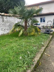 a palm tree in the yard of a house at chambre simple proche aéroport in Pusignan