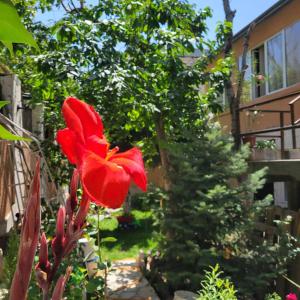 River House Boutique Hotel في يريفان: وردة حمراء في حديقة بجوار شجرة
