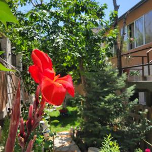 un fiore rosso in un giardino accanto a un albero di River House Boutique Hotel a Yerevan