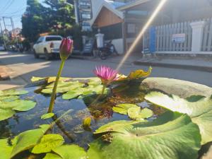 a water feature with a pink flower and leaves at Le KhounSok Boutique Hotel in Luang Prabang