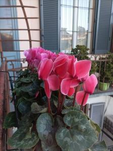 Ein Haufen rosa Blumen auf einem Fensterbrett in der Unterkunft Pane e Tulipani, cozy apartment near city center in Turin