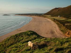 a sheep grazing on a hill next to a beach at 2 bed in Gower 88744 in Knelston