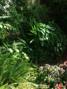 A garden outside Super View