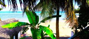 una palmera frente a una playa con el océano en Appartement vue sur mer chez VILLA AMNESYA, en Nosy Be 4 fotos más