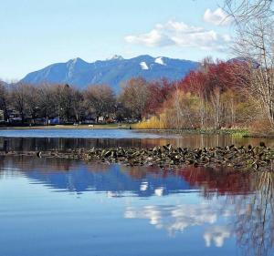 een zwerm vogels in het water bij Centrally located, modern, 2 bedroom home in Vancouver