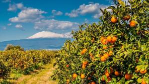 una plantación de naranjos con una montaña en el fondo en Iudica charme, en Castel di Iudica