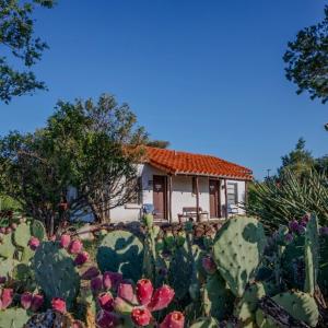 une petite maison au milieu d'un jardin avec un cactus dans l'établissement Antelope Lodge, à Alpine