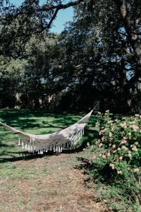 The Maverick: A-Frame w/ Hammock and Tree Top View外面的花园