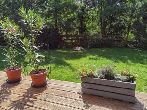 twee potplanten op een houten tafel in een tuin bij Akacja Apartament in Rzeszów