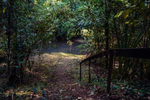 a dirt trail in the middle of a forest at Miles Away in Cóbano
