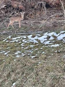 Billede fra billedgalleriet på Farmhouse with game room, fire pit and creek i Johnson City + 44 billeder