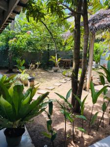 a garden with a tree and some plants at Avalon in Weligama