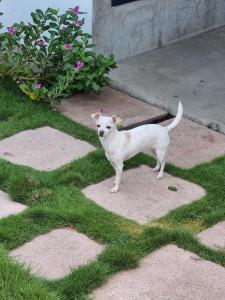 a small white dog standing on the grass at Villa Makai 2 Blue in El Paredón Buena Vista