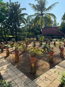 Une bande de plantes en pot dans un jardin dans l'établissement VILLA SOL BEACH RESORT, à Baga