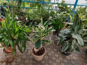 a bunch of plants in pots in a greenhouse at SEA SUN PARADISE in Port Blair