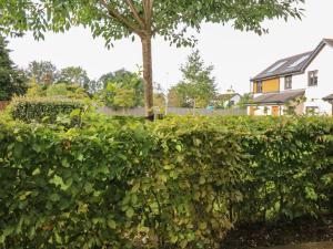 a hedge in front of a house with a tree at 11 Ambleside Court in Banchory