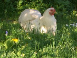 een witte kip staat in het gras bij 1 bed property in Banbury CC072 in Shotteswell