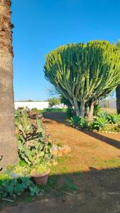 due alberi in un parco con piante e un albero di Villa Chimera a Pachino