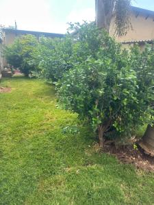 a row of apple trees in a yard at Sweet Nice Guest House in Ga-Rankuwa