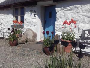 a house with tulips in front of a house with snow at Traditional stone cottage with sea views in Snowdonia National Park in Brynkir +7 photos