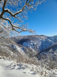 una montaña cubierta de nieve con un árbol en el primer plano en Hotel Zur Luppbode, en Treseburg