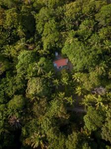 een luchtzicht op een bos met palmbomen bij Chô Chuá in Cayru