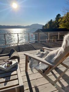 a dog laying on a wooden deck next to the water at Villa Blue Dream in Kristiansund