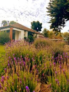 a garden with purple flowers in front of a house at Hotel Boutique Casona Oriente in De Cauquenes