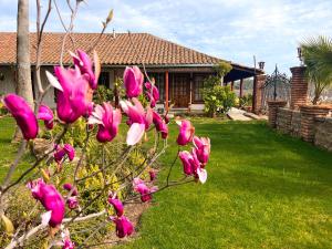 a tree with pink flowers in front of a house at Hotel Boutique Casona Oriente in De Cauquenes