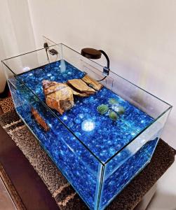 a fish tank with rocks and blue stones at DE LUMA Beach View in Puducherry