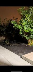 a group of green trees in a parking lot at Douro Pateo House in Vila Nova de Gaia