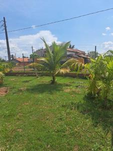 a palm tree in the middle of a grass field at Unir amigos in Rolim de Moura