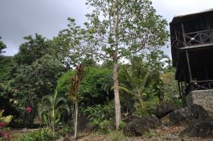 Un jardín fuera de Acuali EcoHostal