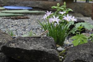 Un jardín fuera de Acuali EcoHostal
